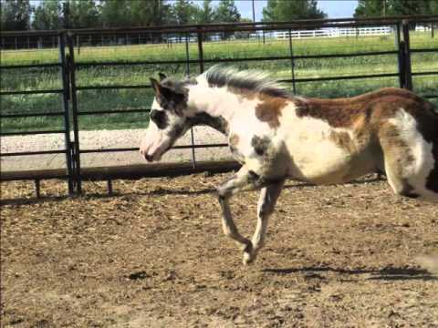 PaintMyFrostyFeature aka: Riggin