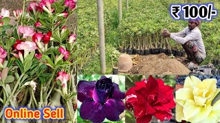 Grafted Adenium Plants | Online Sale | Adenium Combo | Low Price Desert Rose