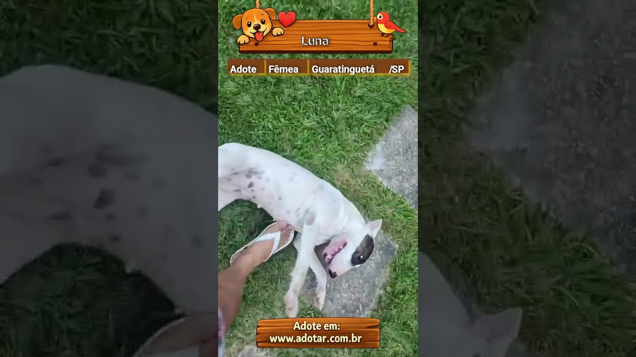 Cachorro raça Pit-Bull idade 3 anos nome Luna
