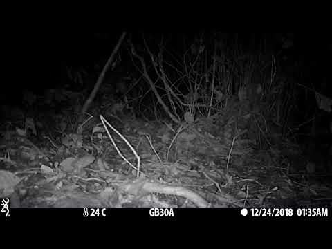 Bay Duiker