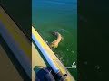 Video Thumbnail for see ya later, Buddy #pike #fishing #catchandrelease