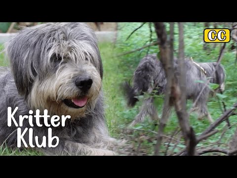 Mein Hund geht jeden Tag in den Wald … Warum? I Kritter Klub