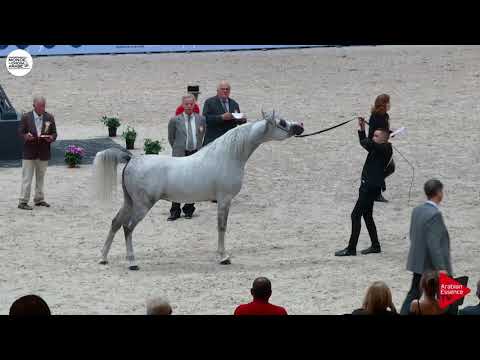 N.133 BEBARS AL FARIDA - Paris 2018 - Senior Stallions (Class CM 6A)
