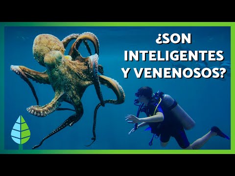 OCTOPUS FUN FACTS 🐙 🌊 | Are octopuses SMART? Are they POISONOUS?