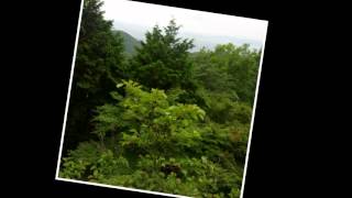 Duncan Trussell & Shane Mauss - Cognitive Revolution