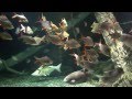 Welt Aquarium mit Fischen HD. Musik entspannen ...