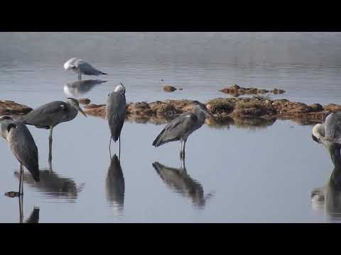 Grey Heron, Airone cenerino (Ardea cinerea)