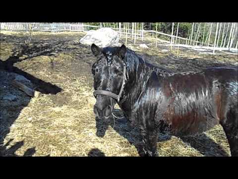 superNinJA ~luukku 4~