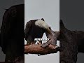 Effectking