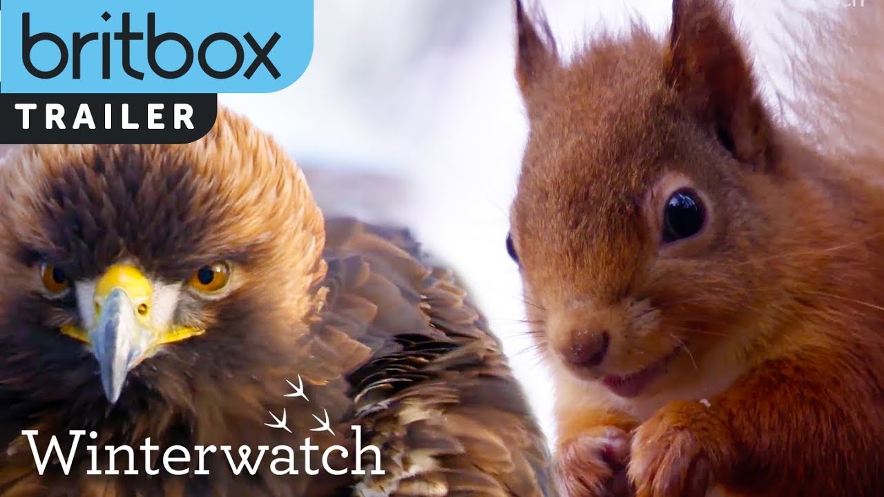 Winterwatch | Exclusive Trailer