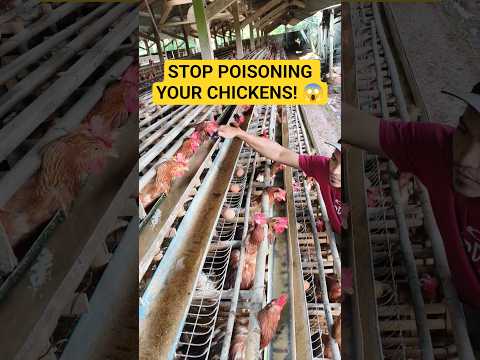 Here’s how I deep clean mine to keep my flock healthy!#chickens #homesteading #backyardchickens