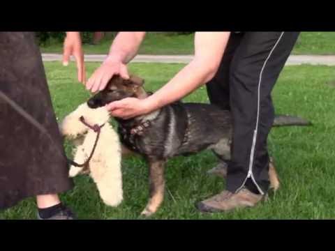 Lada z Jukasu - training B+C - 4 months