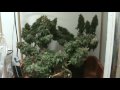 Medical Cannabis - Querkle - Harvest Fan Leaves ...