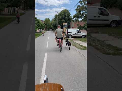 Kupaćemo Huga💦 #doberman #family #bicycle #driving #father #fyp #shortvideo #momlife
