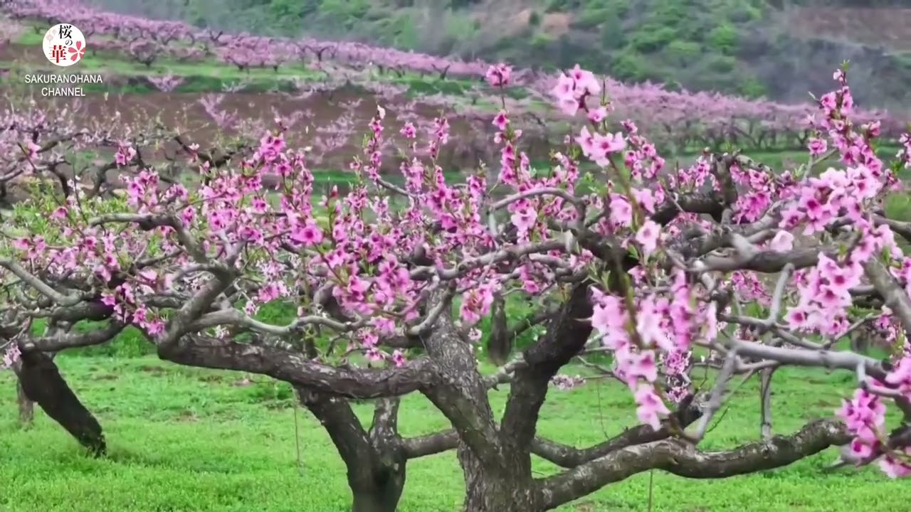 春の花が彩る中国　各地で花見シーズン到来