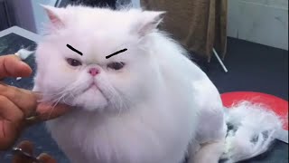 Весенняя подборка с котами: 16 милых и забавных видео