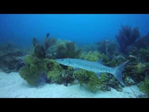 Scuba Diving with Rainbow Reef Dive Center in Key Largo, FL