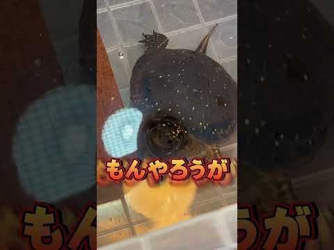 I'm really sorry for raising a turtle. #shorts