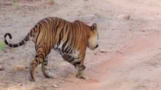 preview picture of video 'Tiger Bamera Bandhavgarh.Part 1'