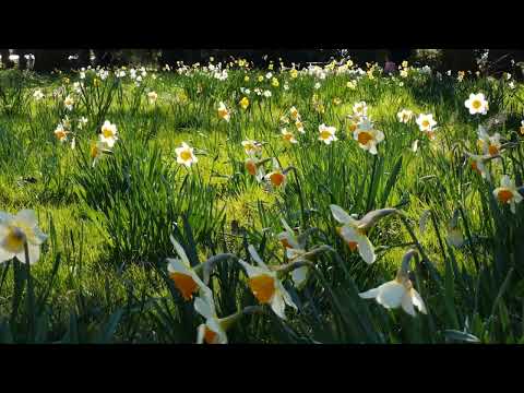 ASCOLTA QUESTO AUDIO PER LE TUE PASSEGGIATE E CAMMINATE | MEDITAZIONE CAMMINATA