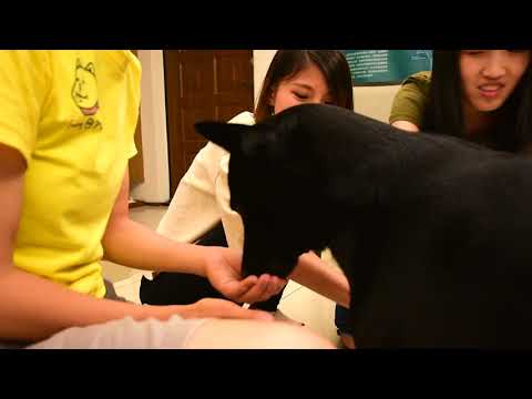 浪犬博士真心話 幫你找到對的牠