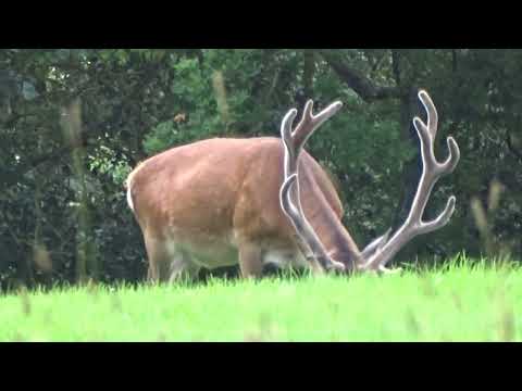 Alter Hirsch kurz vor Lebensende (Teil 1)