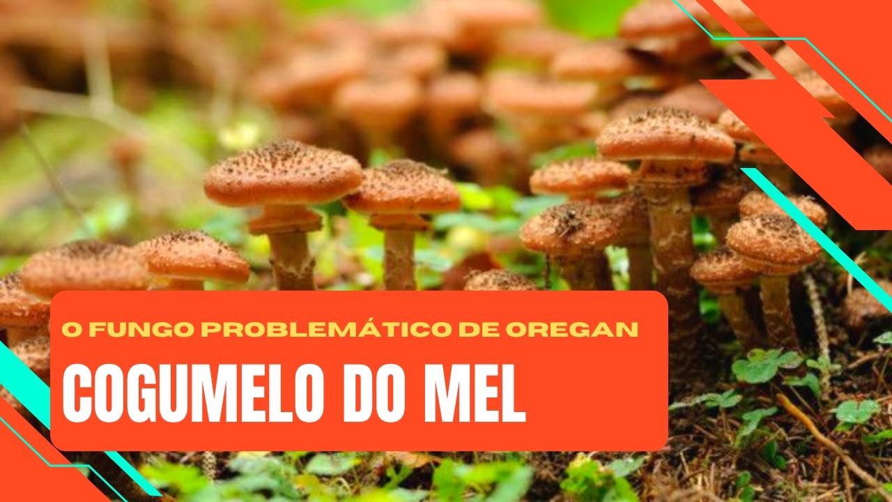 O Maior Fungo do Mundo - ARMILLARIA OSTOYAE