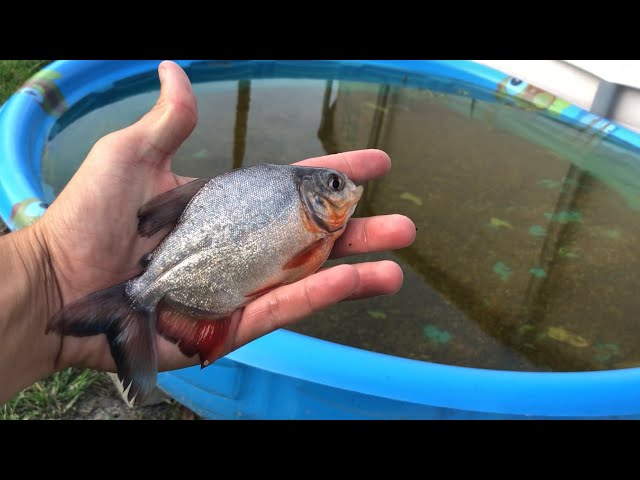 One HUNDRED BABY PACU FOR MY AQUARIUM (THE PACU ARMY)