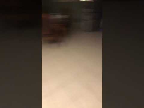 How To Microwave Pizza Rolls