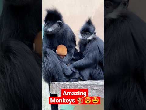 Amazing Monkeys 🐒😍🤩 #youtubeshorts #shorts #viralshorts #monkey #ytshorts #shortsfeed