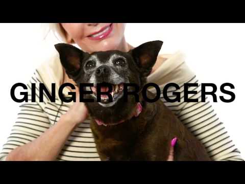 Ginger Rogers - I'm an easy dog!, an adopted Chihuahua & Dachshund Mix in Pasadena, CA_image-1
