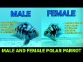 How To Identify Male And Female Polar Parrot Difference Between Male And Female Polar Parrot Fish