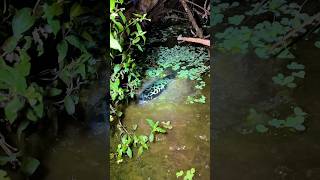 Download lagu Seru banget cari ikan malam2 saat musim kemarau !!! #fishing #chana #toman #viral mp3