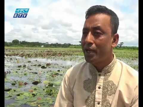 গোপালগঞ্জের বিভিন্ন বিলে ফুটে আছে মনোমুগ্ধকর লাল টুকটুকে শাপলা