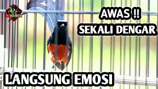 Download lagu PANCINGAN MURAI BATU GACOR FULL ISIAN TEMBAKAN CILILIN KAPAS TEMBAK CUCAK JENGGOT AMPUH BIKIN EMOSI mp3