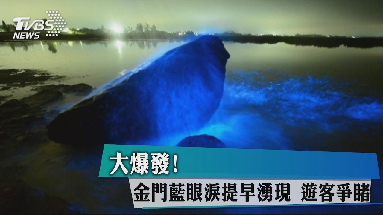 大爆發!金門藍眼淚提早湧現 遊客爭睹