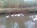 The Njoro River An Amazing Video You Must Watch