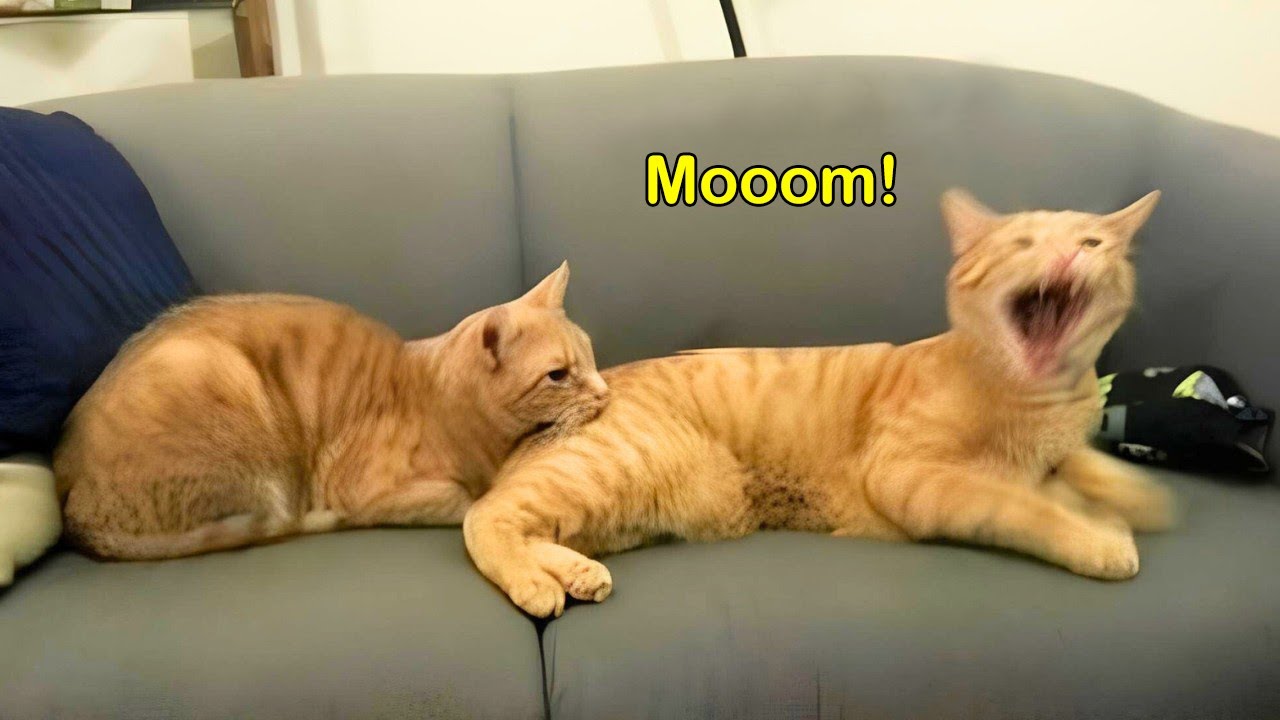 These Cats Speak English Better Than Hooman!