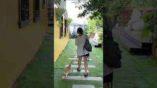 🇹🇼 Travelogue- acquaintance, MEOW! #cat #taiwan #貓 #貓咪 #ねこ