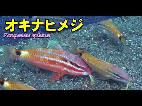 オキナヒメジの水中映像