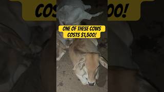 Why This Nicaraguan Cow Costs $1500! 😲🐄 #FarmLife #Nicaragua #CowStories
