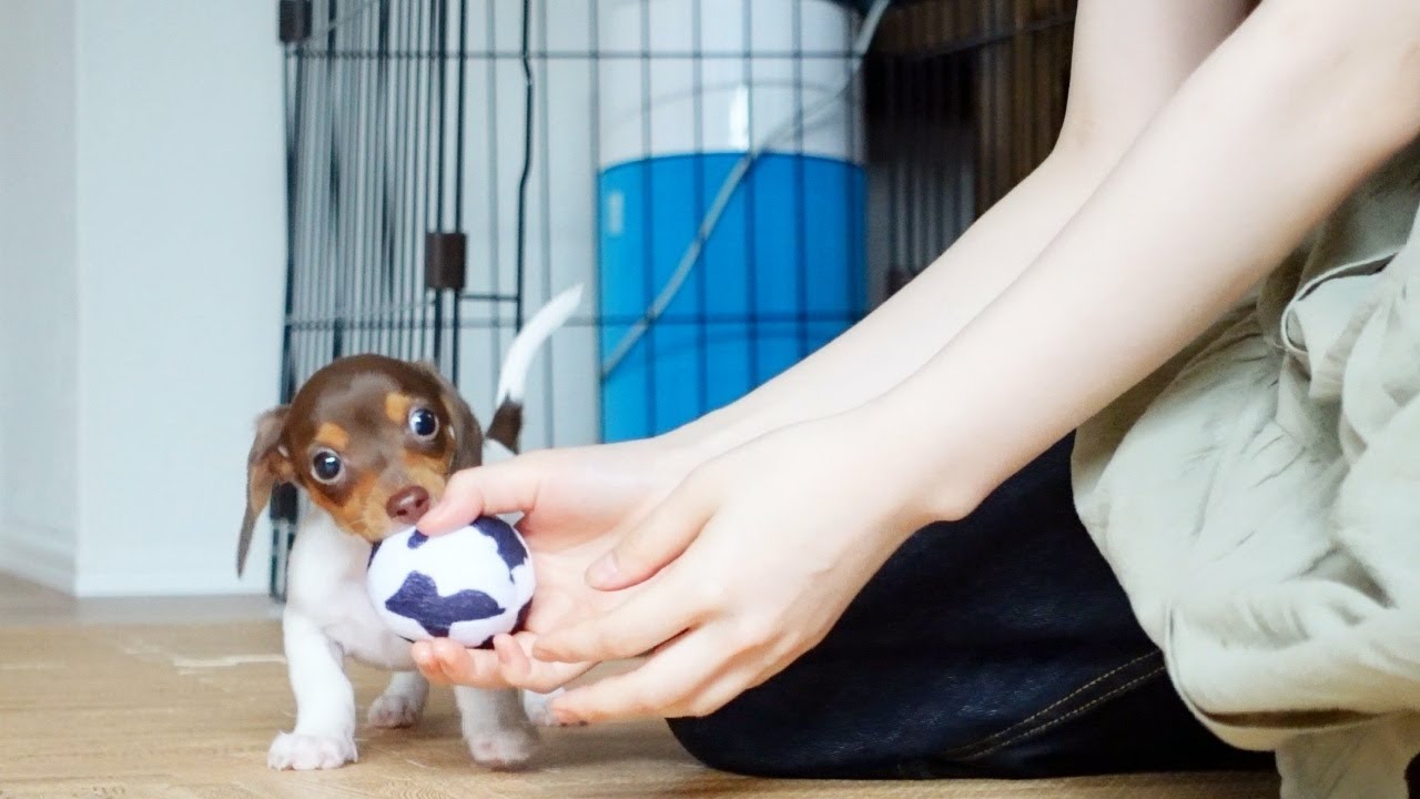 子犬と私の異類交流日記【1匹1人生活#2】