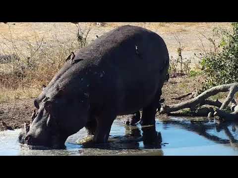 Djuma: Lone Hippo arrives - 14:52 - 08/24/19
