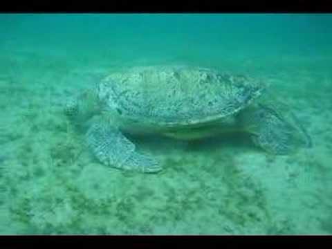 Abou Dabab, Abu Dabbab (Marsa Alam),Ägypten