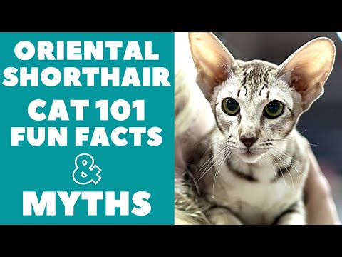Oriental Shorthair Cats 101 : Fun Facts & Myths