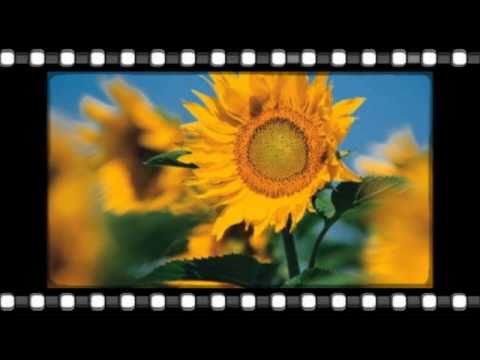 Geta Lazar-Pina cind Doamne