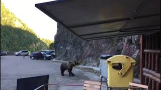 VIDEO Un urs flămând caută în tomberoane pe Transfăgărăşan - Oamenii îl filmează în loc să se îndepărteze 1 video