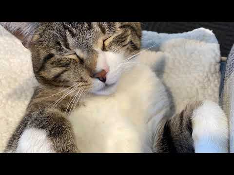 Ted: Life of a barn Cat at E. Holland Stables