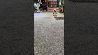 愛犬を待ち伏せしてみた