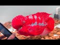 The best flowerhorn fish and beautiful color aqaurium